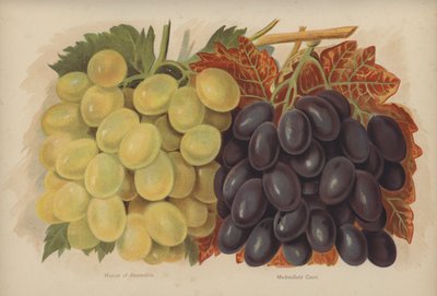 Moscato di Alessandria, Madresfield Court da English School
